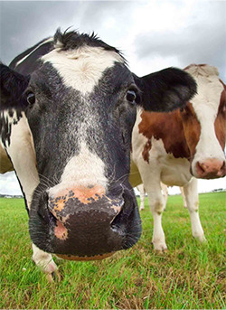 Büyükbaş Yem Grubu