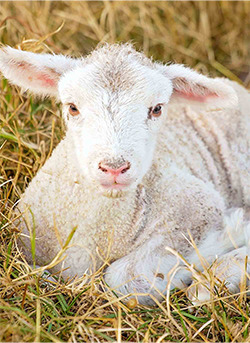 Küçükbaş Yem Grubu